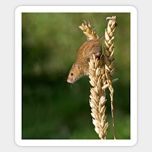 Harvest mouse on an ear of wheat Sticker